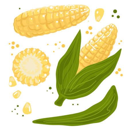 Collection of hand drawn corn. Bundle of fresh delicious vegan diet vegetarian products, wholesome healthy food, cooking ingredients. Flat cartoon style on a white background. Vector illustrationのイラスト素材