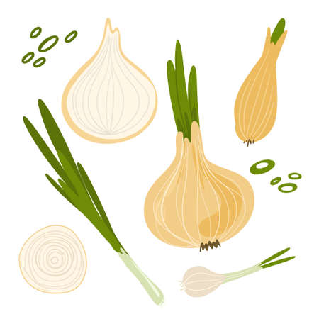 Collection of hand drawn onion. Bundle of fresh delicious vegan diet vegetarian products, wholesome healthy food, cooking ingredients. Flat cartoon style on a white background. Vector illustration. Vector illustrationのイラスト素材