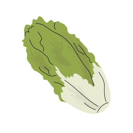 Hand drawn flat style illustration of romaine lettuce with crisp green leaves and textured white stalk, perfect for salad themed designs and healthy lifestyle content. Vector illustrationのイラスト素材