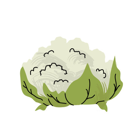 Flat style illustration of a fresh cauliflower with pale green leaves and textured white florets, ideal for food themed designs and healthy eating visuals. Vector illustrationのイラスト素材