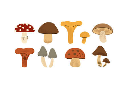 Set of colorful flat mushrooms on white. Includes chanterelle, fly agaric, boletus, morel and other edible and wild mushroom types. Nature themed vector illustration. Vector illustrationのイラスト素材