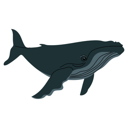 Flat illustration of a dark blue humpback whale with minimal detailing. Side view, clean style, perfect for educational materials, marine themed prints, or childrens content. Vector illustrationのイラスト素材