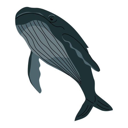 Flat illustration of a blue whale with detailed fins and ventral pleats. Gentle giant of the ocean, perfect for marine biology content, educational materials, and underwater wildlife designs. Vector illustrationのイラスト素材
