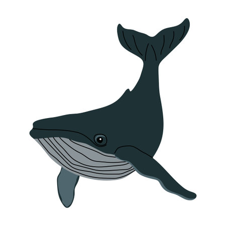 Flat illustration of a blue whale with detailed fins and ventral pleats. Gentle giant of the ocean, perfect for marine biology content, educational materials, and underwater wildlife designs. Vector illustrationのイラスト素材