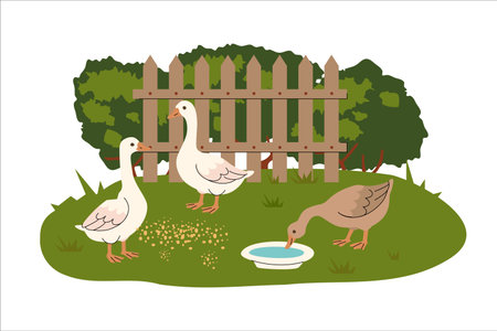 Cartoon geese in a farmyard setting with a wooden fence and trees. One goose drinks from a bowl while others peck at scattered grain. Flat style rural illustration with natural background. Vector illustrationのイラスト素材