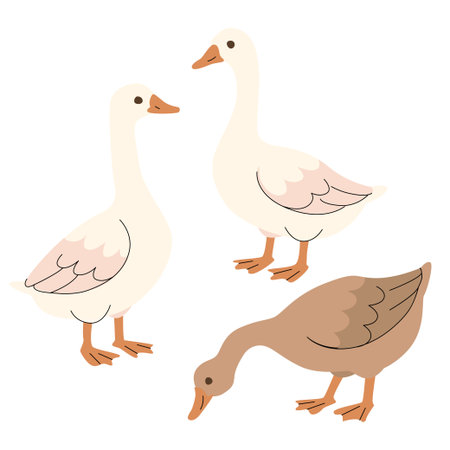 Flat illustration of three geese in different poses and colors. Minimal cartoon style with soft tones, ideal for childrens books, farm themes, educational materials, and seasonal designs. Vector illustrationのイラスト素材