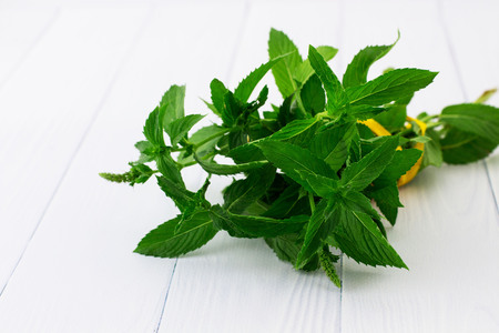 Mint on a white background.の写真素材