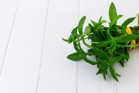 Mint on a white background.Summer.の写真素材