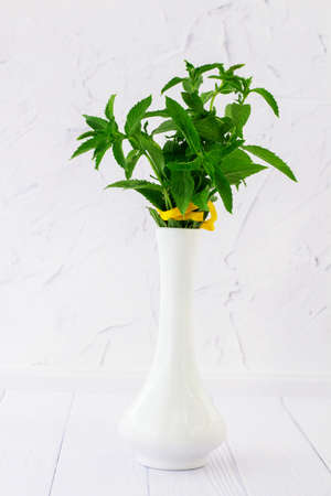 Mint in a vase on a white background. Vertical.の写真素材