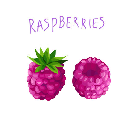 Raspberry and blueberries Isolated Vector Illustrationのイラスト素材