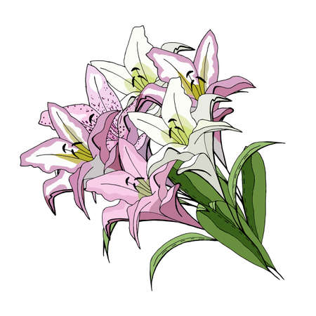 Big Bunch Of Lilies Isolated On White Backgroundのイラスト素材
