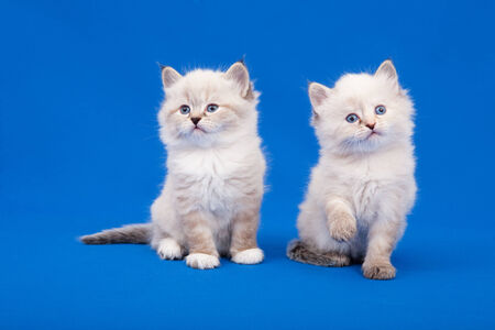 Two Siberian forest kittens on blue backgroundの写真素材