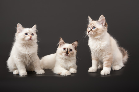Three Siberian forest kittens on dark backgroundの写真素材
