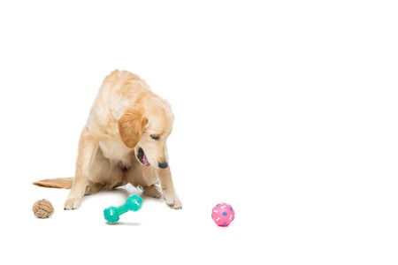 Young beautiul golden retriever dog playing with rubber puppy toys. Isolated over white background. Copy space.の写真素材