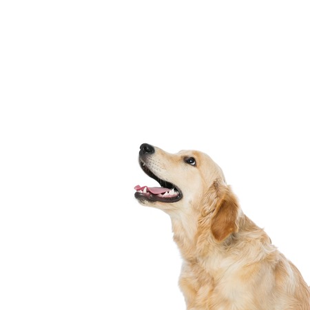 Young golden retriever dog sitting. Isolated over white background.の写真素材
