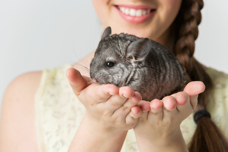 Cute adult chinchilla sitting on girl hands. Studio shot. Copy space.の写真素材