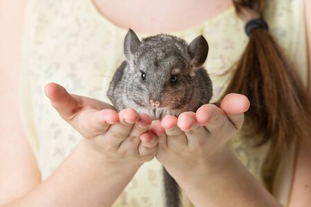 Cute adult chinchilla sitting on girl hands. Studio shot. Copy space.の写真素材