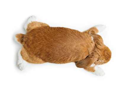Adorable red domestic lop-eared rabbit isolated over white background. Copy space.の写真素材