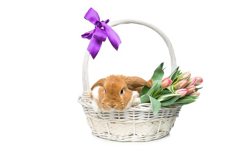 Adorable red domestic lop-eared rabbit sitting in basket with bunch of tulips. Isolated over white background. Copy space.の写真素材