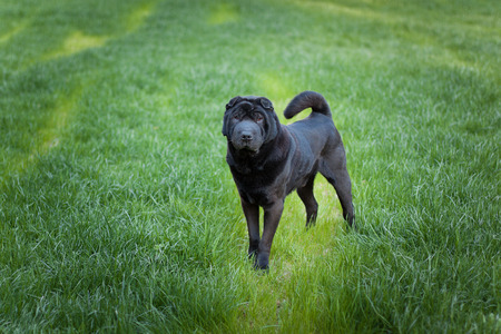 Beautiful old balck shar pei dog on grass. Copy space.  Outdoor shot.の写真素材