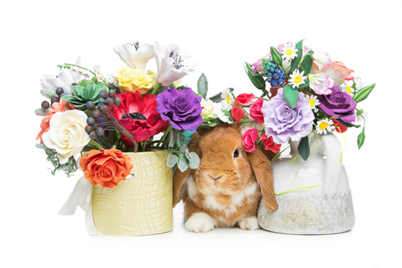 Adorable red domestic lop-eared rabbit sniffing flowers isolated over white background. Copy space.の写真素材