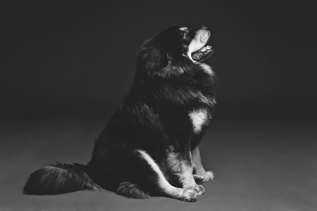 Closeup portrait of big beautiful Tibetan mastiff dog sitting over black background. Copy space. Monochrome.の写真素材