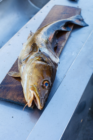 Big fresh trout fish lying on cutting board.の写真素材