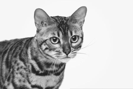 Portrait of beautiful bengal cat isolated over white background. Closeup. Copy space. Monochrome.の写真素材