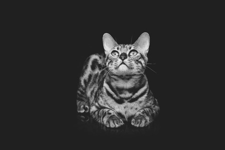 Portrait of beautiful bengal cat staring at something. Studio shot over black background. Copy space. Monochrome.の写真素材