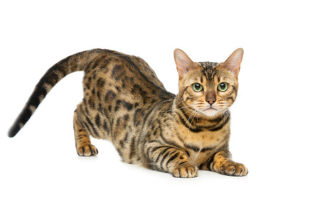 Portrait of beautiful bengal cat isolated lying over white background. Copy space.