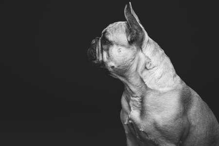 Profile of beautiful young French buldog girl dog over black background. Studio shot. Copy space. Monochrome.の写真素材