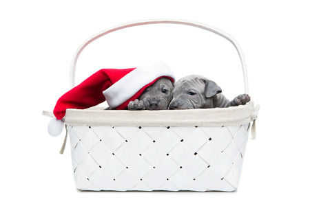 One month old thai ridgeback puppy dogs in christmas cap sitting un white basket. Isolated on white. Copy space.の写真素材