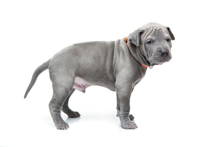 One month old thai ridgeback puppy dog in orange collar standing. Isolated on white. Copy space.の写真素材