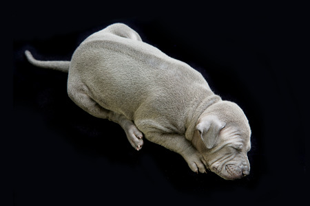 One month old thai ridgeback puppy dog sleeping. Back view. Isolated on black. Copy space.の写真素材