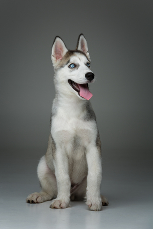 Cute husky puppy dogの写真素材