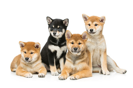 Four beautiful brown and black japanese shiba inu puppy dogs isolated on white background. Copy space.の写真素材