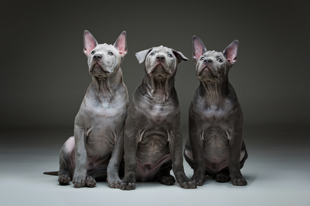 Three beautiful blue thai ridgeback 3 months old puppy over grey background. Copy space.の写真素材