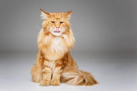 Beautiful maine coon catの写真素材