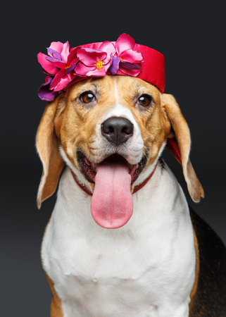 beautiful beagle dog in pink hatの写真素材