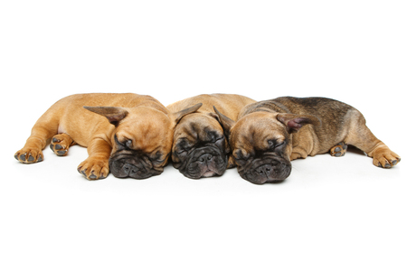 cute french bulldog puppies sleepingの写真素材