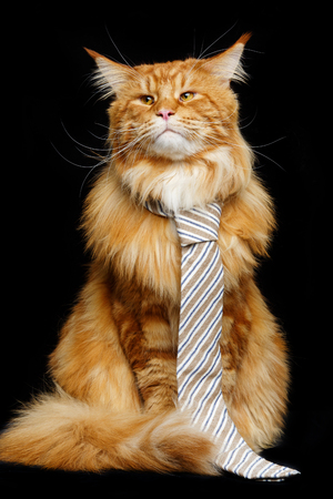 Beautiful maine coon cat with man tieの写真素材