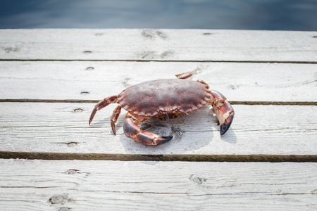 alive crab standing on wooden floorの写真素材