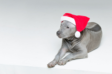 thai ridgeback puppy in xmas hatの写真素材