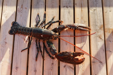 fresh lobster lying on sundeck. outside shot in Norway. copy space.の写真素材