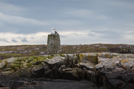 seagull bird sitting on rock on fjord island. outdoor shot in Norway. copy space.の写真素材