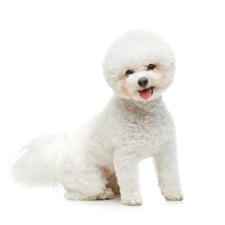 beautiful bichon frisee dog isolated on white background. copy space.の写真素材