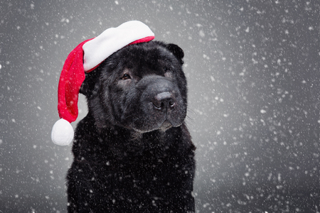 beautiful black shar pei dog in red christmas hat. studio shot on grey background. copy space.の写真素材
