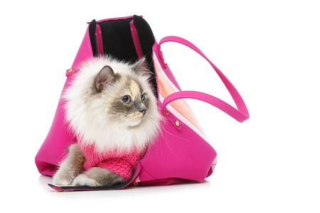 beautiful long fur birma cat wearing pink pullover sitting in big bag. isolated on white. studio shot. copy space.の写真素材