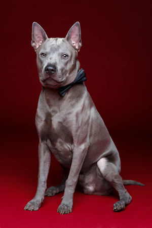 studio portrait of beautiful thai ridgeback dog with bow tie. copy space.の写真素材