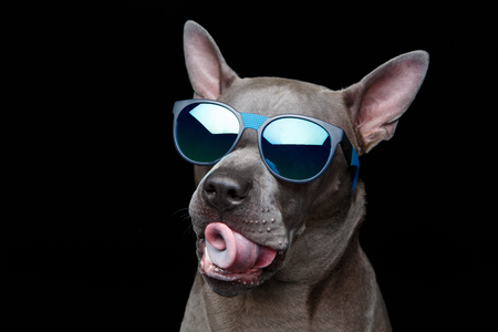 studio portrait of beautiful thai ridgeback dog with tongue out in shape of spiral in blue sunglasses. copy space.の写真素材